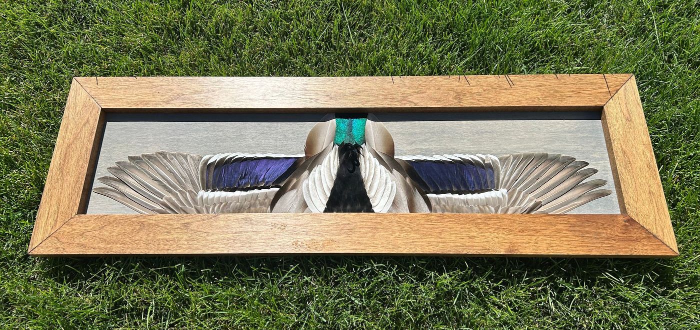 Mallard drake flying mount with the green head patch at center on a plain stained panel