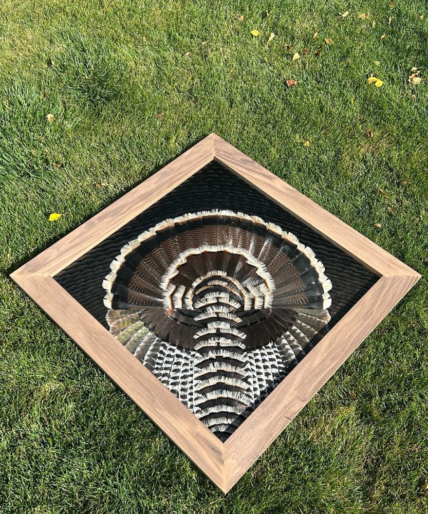 Merriam's turkey diamond mount laid on the grass